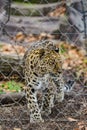 An angry female cheetah crawling leopard africa safari park Royalty Free Stock Photo