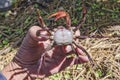 Angry female ricefield crab in hand