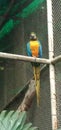 Angry fighter parrot show smartness