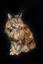 Angry fluffy cat Maine coon on black background.