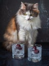 Angry fluffy cat sits near glass glasses with soft drinks decorated