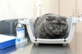 Angry fluffy gray cat awaits reception at the veterinarian in a veterinary clinic sitting in a pet carrier..Examination at the vet