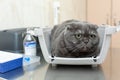 Angry fluffy gray cat awaits reception at the veterinarian in a veterinary clinic sitting in a pet carrier. Examination at the vet