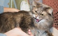 Angry fluffy grey cat hissing and showing teeth and pink tongue