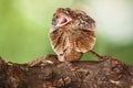 The angry frilled lizard Royalty Free Stock Photo