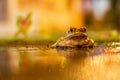 Angry frog sitting in puddle at dusk