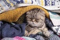 Angry, funny cat Scottish Fold preparing for the cold autumn and winter, wrapped and hiding in a pile of woolen clothes