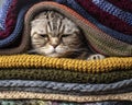 Angry funny cat Scottish Fold is preparing for cold autumn and winter, wrapped and hiding in a pile of woolen clothes at home