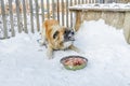 Angry furious big fair haired dog showing, bearing its teeth with saliva and defending its food near a doghouse on the