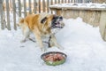 Angry furious big fair haired dog showing, bearing its teeth with saliva and defending its food near a doghouse on the