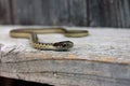 Angry garter snake looking ahead Royalty Free Stock Photo