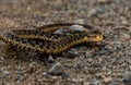 Angry Garter Snake in Maine Royalty Free Stock Photo
