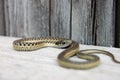 angry garter snake Royalty Free Stock Photo