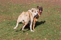 Angry german shepherd dog puppy is aggressively attacks the central asian shepherd dog puppy. Dog fight. Pet animals.