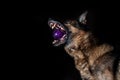 Angry German shepherd nibbles a ball on a black plane.