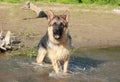 angry german shepherd running on river water bared her teeth,training, education and care of a purebred dog Royalty Free Stock Photo