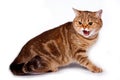 Angry ginger tabby cat hisses and attacks isolated on white