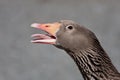 Angry Goose Royalty Free Stock Photo