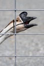 Angry Goose Royalty Free Stock Photo