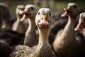 Angry goose closeup. Generate AI Royalty Free Stock Photo