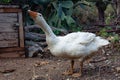 Angry goose is frightening. Barn goose portrait close up picture Royalty Free Stock Photo