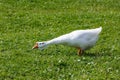 Angry goose Royalty Free Stock Photo
