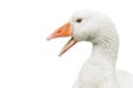 Angry goose isolated Royalty Free Stock Photo