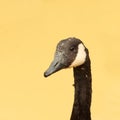 Angry goose Royalty Free Stock Photo