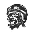 Angry gorilla ape in racer helmet.