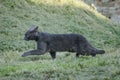 Angry gray cat