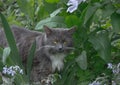 Angry gray cat