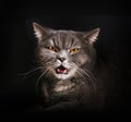 Angry gray cat