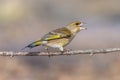 Angry greenfinch bird perching on a branch with open beak