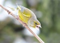 Angry greenfinch Chloris chloris sitting on a branch with open peak.