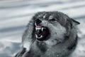 Angry grey grinning wolf in winter Royalty Free Stock Photo