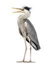Angry Grey Heron standing, screaming Royalty Free Stock Photo