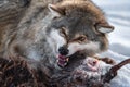 Angry Grey Wolf. European Wolf  Canis Lupus  With Bared Jaws And Yellow Eyes Protects Its Prey. Animal Grin. Wolf`s Gaze Royalty Free Stock Photo