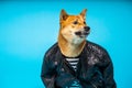 Angry grin funny dog Shiba Inu in bad ass black leather jacket
