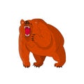 Angry grizzly bear brown growls, cartoon on white background.