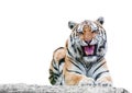 Angry growling tiger Royalty Free Stock Photo