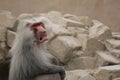 Angry, grumpy Mantle Baboon ape with a lot of empty background Royalty Free Stock Photo