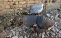 Angry guinea fowl hen spread wings to protect her chicks and attack the prey