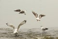 Gulls on fishing spot Royalty Free Stock Photo