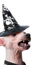 Angry Hairless dog head dressed in black witch hat Halloween greeting card