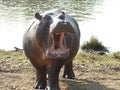 Angry Hippo