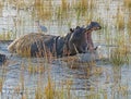 Angry Hippo Giving a Warning Royalty Free Stock Photo