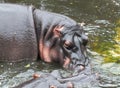 An angry hippo at Nehru Zoological Park Royalty Free Stock Photo