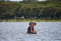 Angry hippo with open mouth