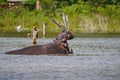 Angry hippo with open mouth, Naivasha, Kenya Royalty Free Stock Photo