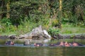 Angry hippo with open mouth, Naivasha, Kenya